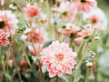 Handy Gardening tips